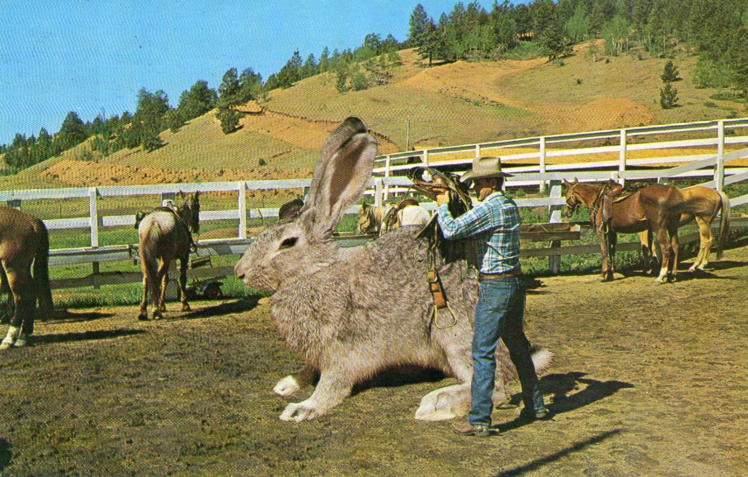 Novelty- 1963 "Big Jack Rabbit" Postcard