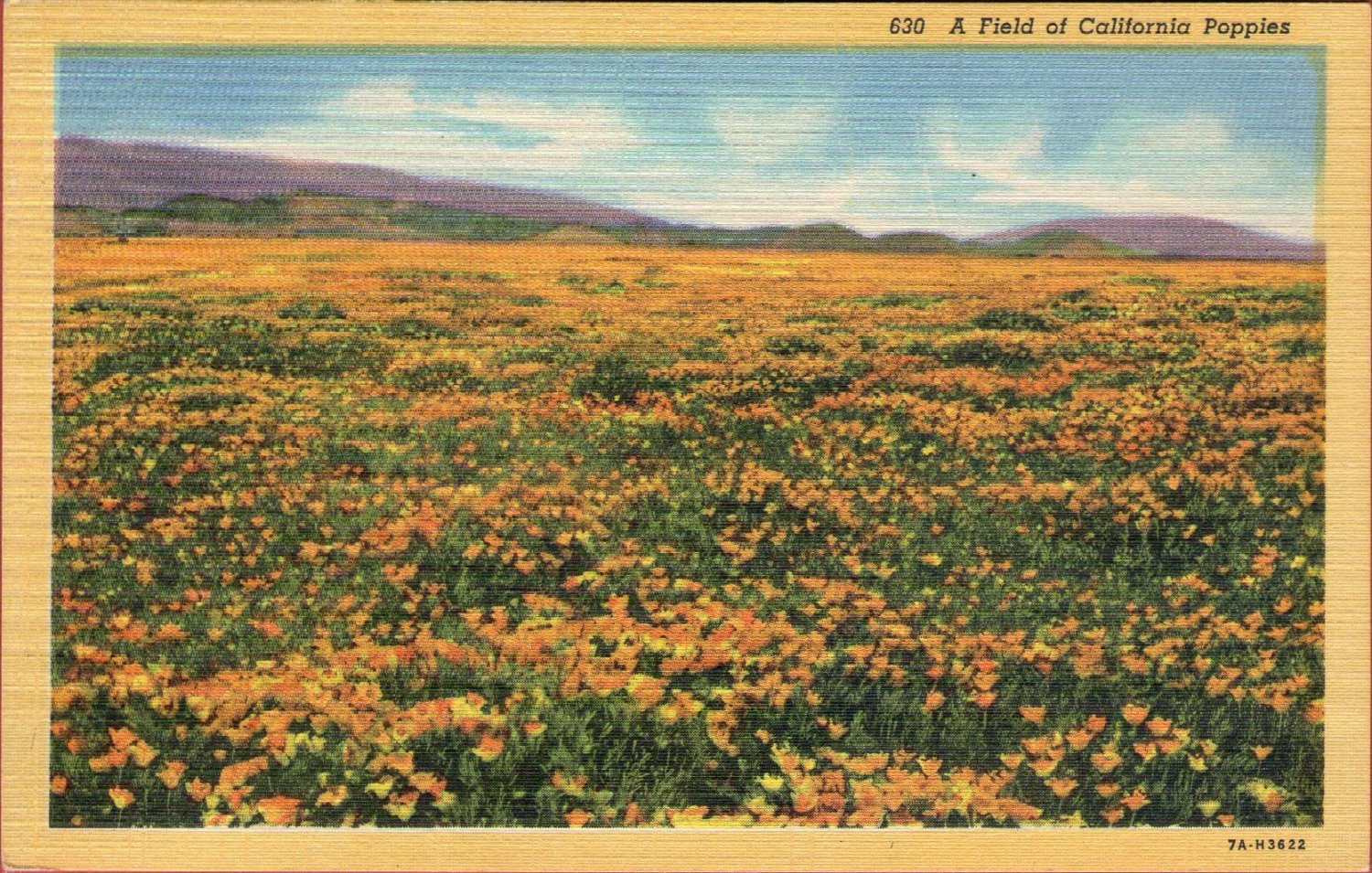 Scenic- C.T. Art "A Field of California Poppies" Linen Postcard