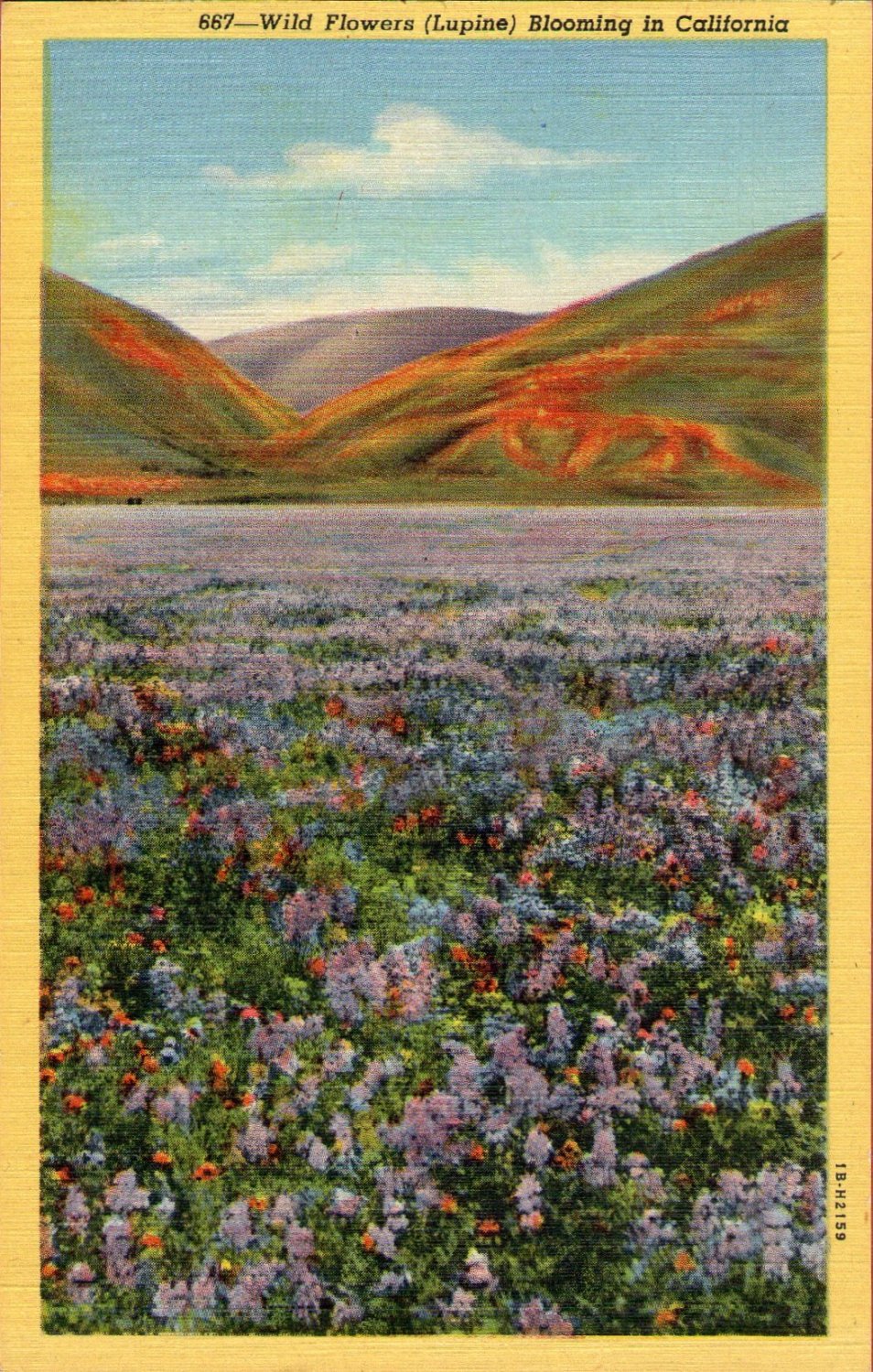 Scenic- C.T. Art "Wild Flowers (Lupine) Blooming in California" Linen Postcard
