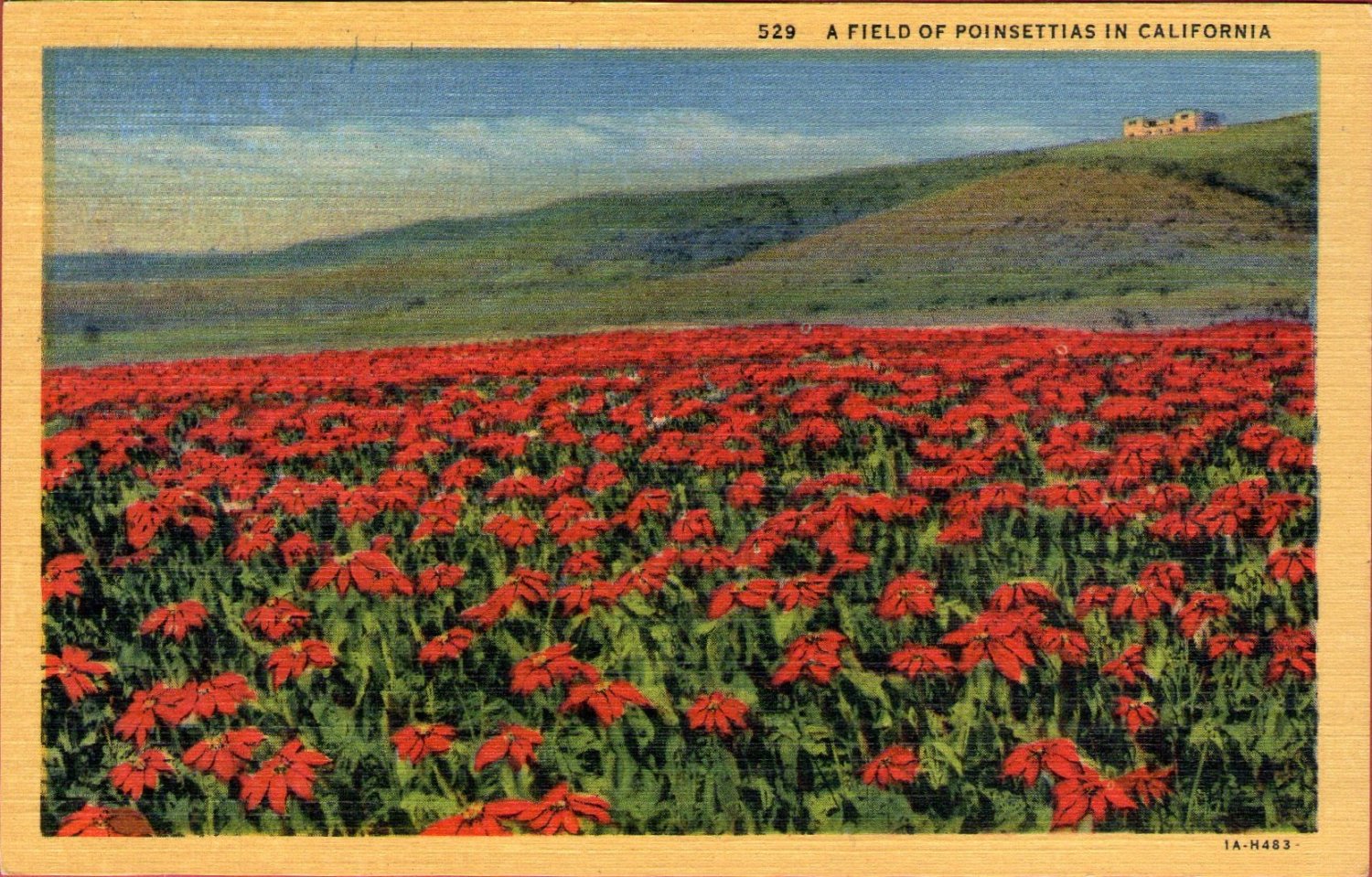 Scenic- C.T. Art "A Field of Poinsettias in California" Linen Postcard