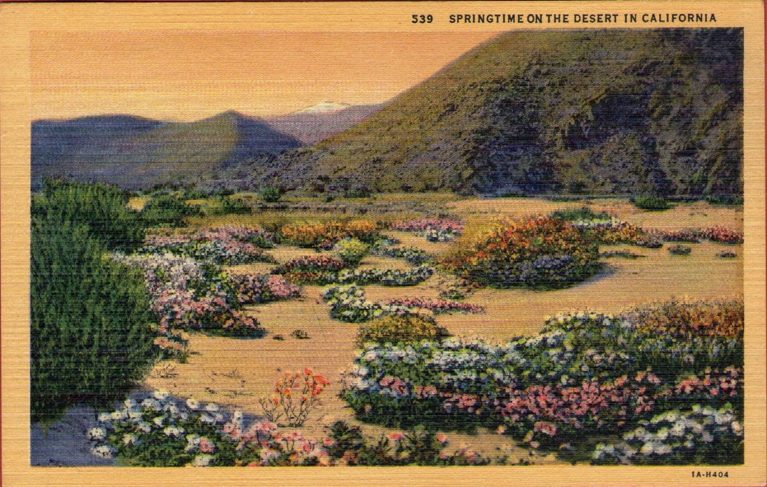 Scenic- C.T. Art "Springtime On The Desert In California" Linen Postcard