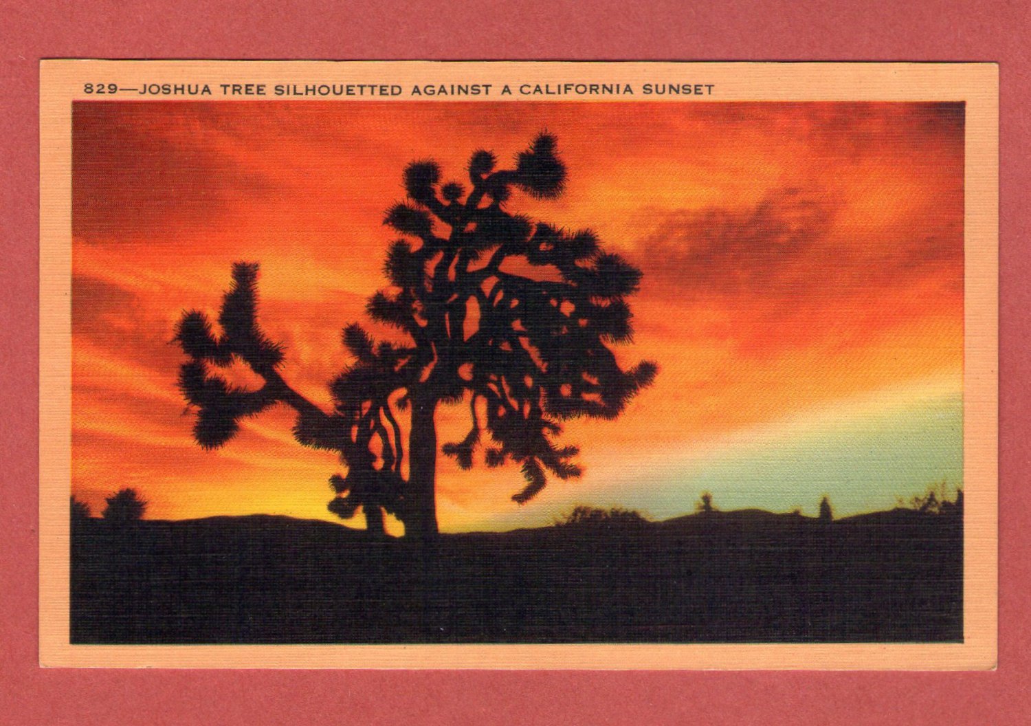 Scenic- Longshaw Card Co. "Joshua Tree Silhouetted Against A California Senset'