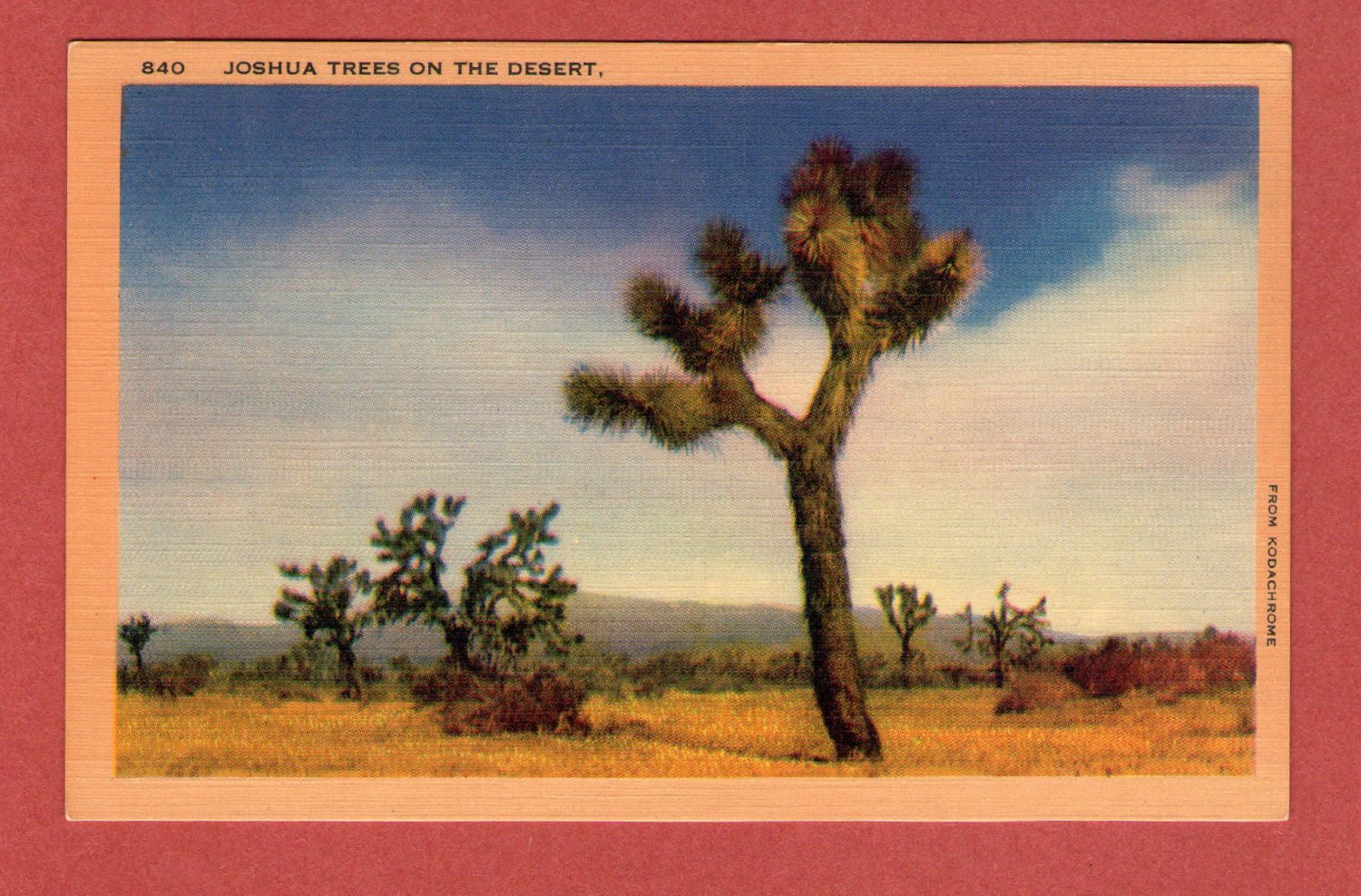 Scenic- Longshaw Card Co. "Joshua Trees On The Desert" Linen Postcard