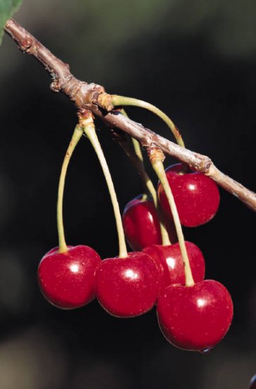 TGC: Instant Cherry Tea