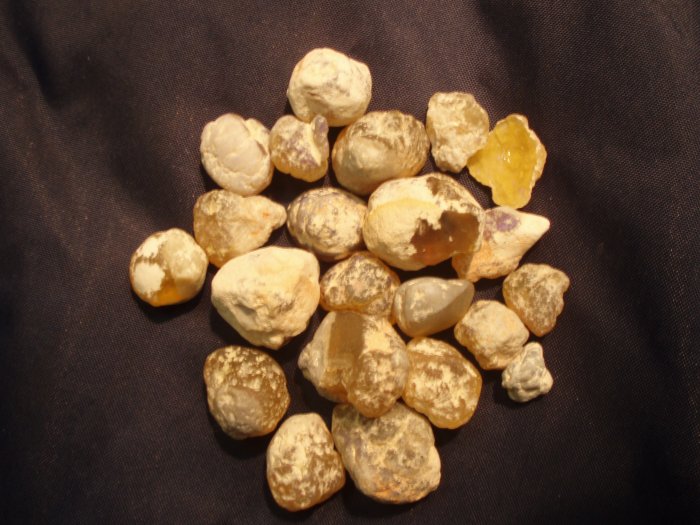 Honey Opal or Nobies