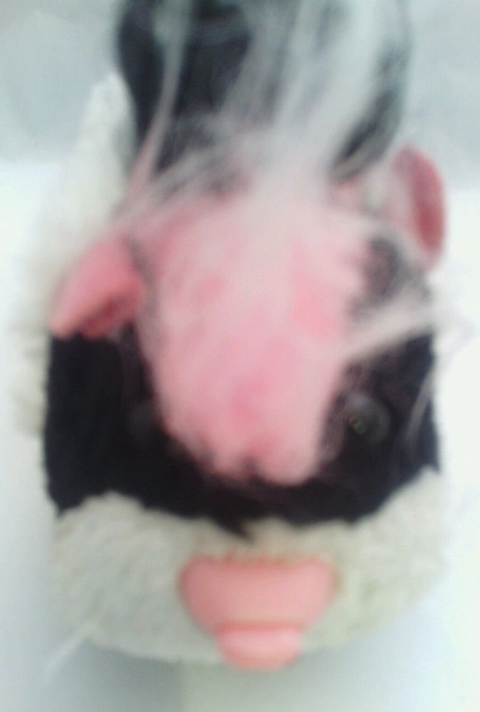 GWC**ZHU ZHU PETS**CLEAN**COLLECTABLE** BLACK* WHITE*PINK**SEE PICTURES*