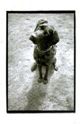 Bark and Smile Dog Spiral Journal By Kim Levin NEW Mint