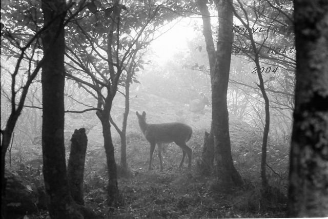 Deer on the Yellow Brick Road, Land of Oz, Beech Mountain, NC