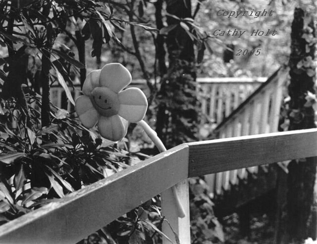 Freaky "Flower" on the Yellow Brick Road, Land of Oz, Beech Mtn, NC
