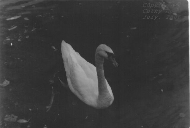 Swans at Galway Beach #1