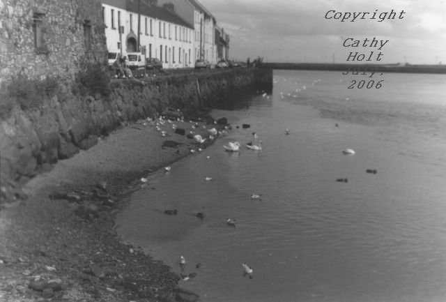Swans at Galway Beach #4