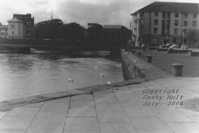 Swans at Galway Beach #6