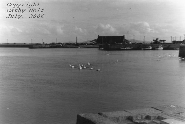 Swans at Galway Beach #5