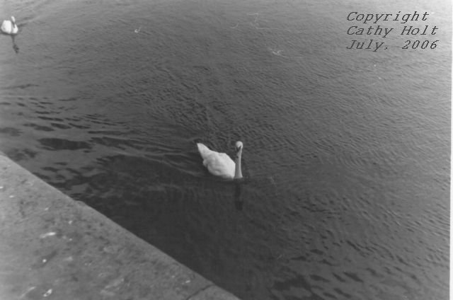 Swans at Galway Beach #8