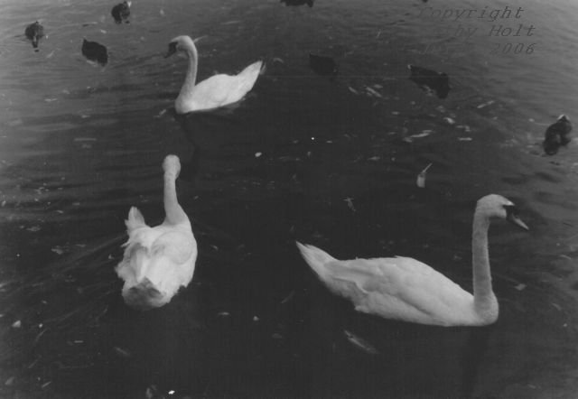 Swans at Galway Beach #10