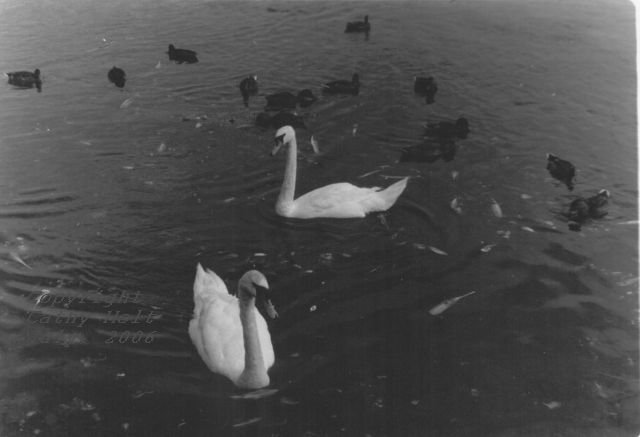Swans at Galway Beach #11