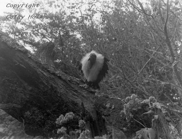 Vulture on the Yellow Brick Road, Land of Oz, Beech Mountain, NC