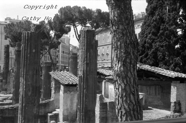 "Column, column, tree" Ruins in Rome, Italy