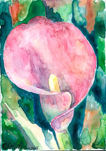 Pink Calla Lily- watercolor on Yupo