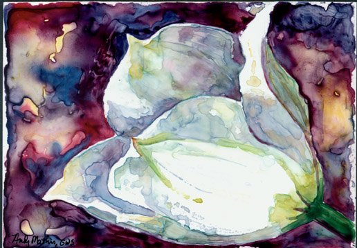 White Tulip- watercolor on Yupo