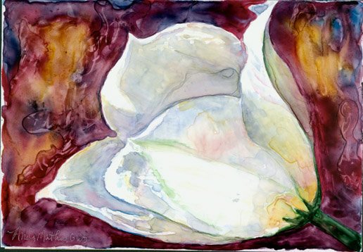 White Tulip #2- watercolor on Yupo