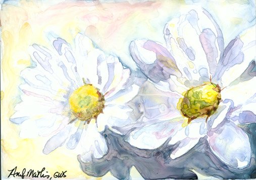 Stephie's Daisies