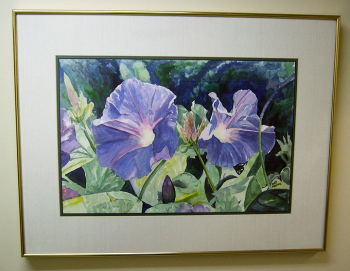 Morning Glory