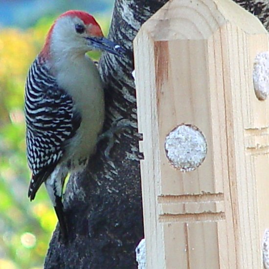 Pine Suet Plug Post Feeder + FREE US SHIPPING