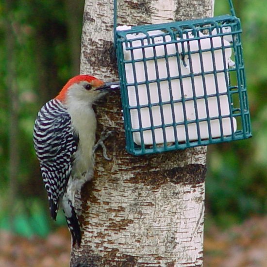 10-pack Premium Suet Cake for Wildbirds w/ FREE SHIPPING TO US only