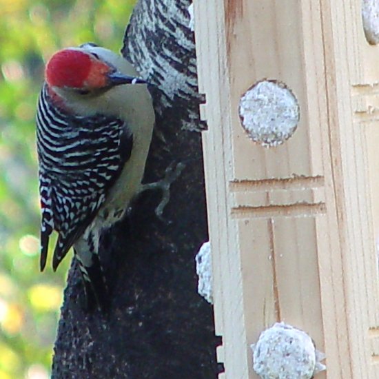 Cedar Suet Post Feeder + FREE US SHIPPING
