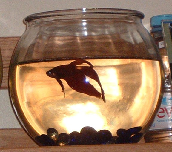 male beta fish with bowl