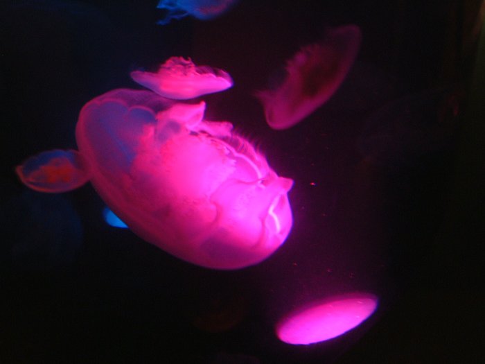 Jellyfish
