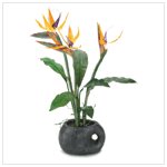 Bird of paradise display