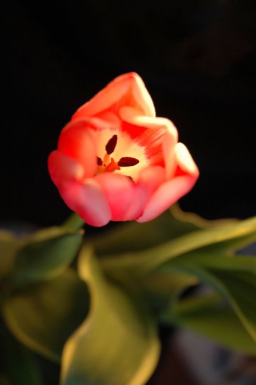 Tulip