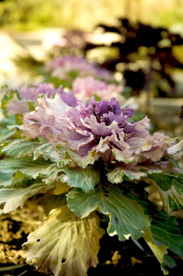 Cabbage Flower