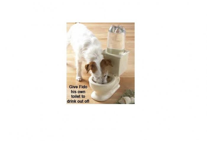 Whimsical Pet Dog Bowls FREE SHIPPING