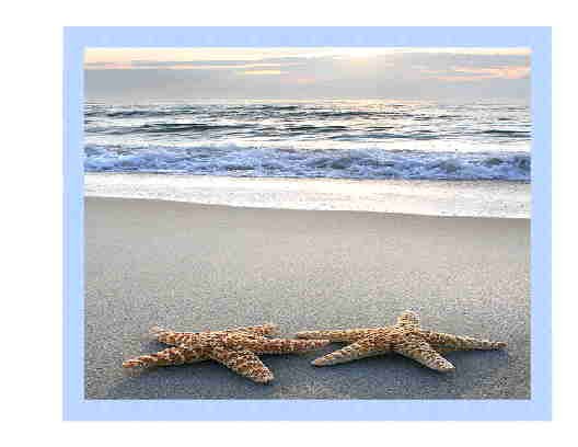 Starfish Duo Note Card