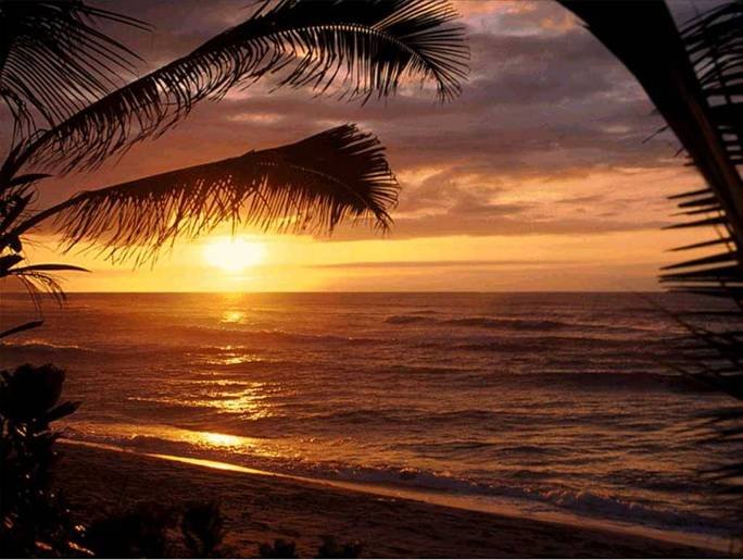 Palm Tree Sunset Note Card