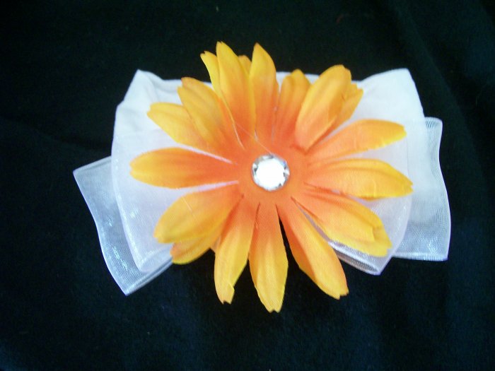 Orange Daisy