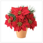 Poinsettia Plant