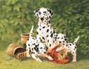 Dalmations Dog Firemen Tin Sign #935
