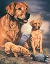 Golden Duck Hunting Dog Tin Sign #911