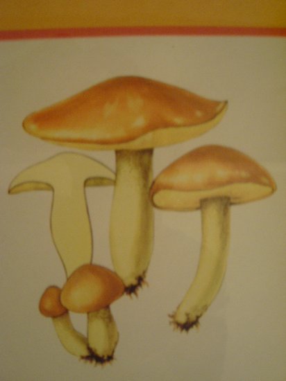 Art work by H.S for Sauder Inc (Subject) Mushrooms.