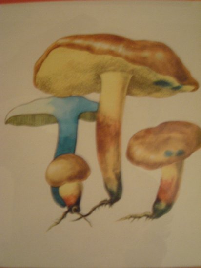 Art work by H.S for Sauder Inc (Subject) Mushrooms.