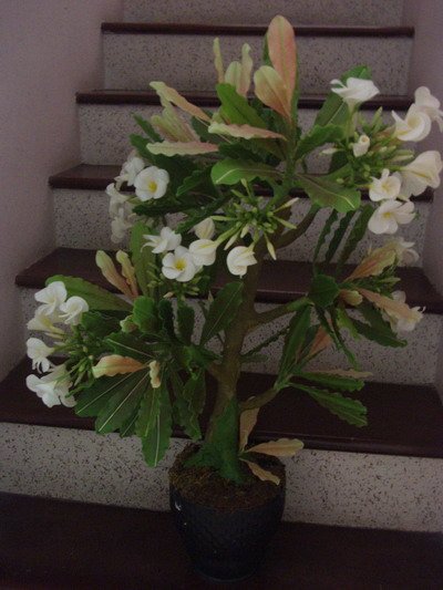 clay flower CL0010