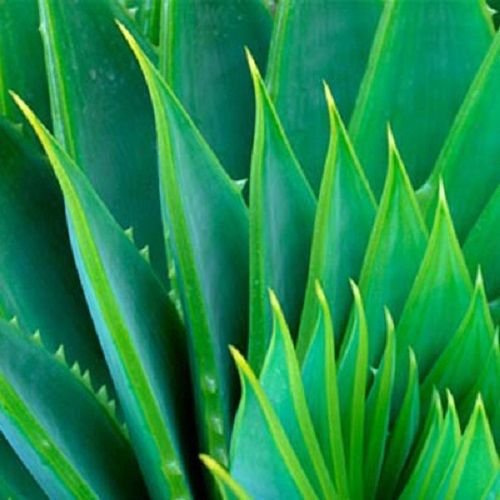 THE ONLY After-Microdermabrasion Moisturizer: 100% PURE ORGANIC ALOE VERA GEL