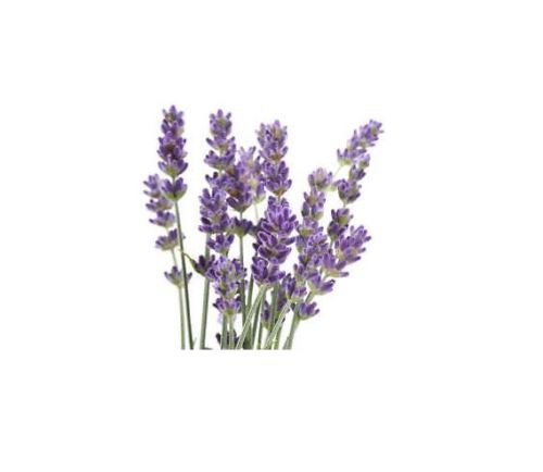 PURE Undiluted LAVENDER FRENCH Essential OIL 3.7ml EOs