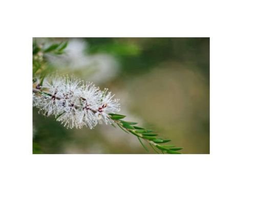 PURE Undiluted TEA TREE Essential OIL 3.7ml MELALEUCA