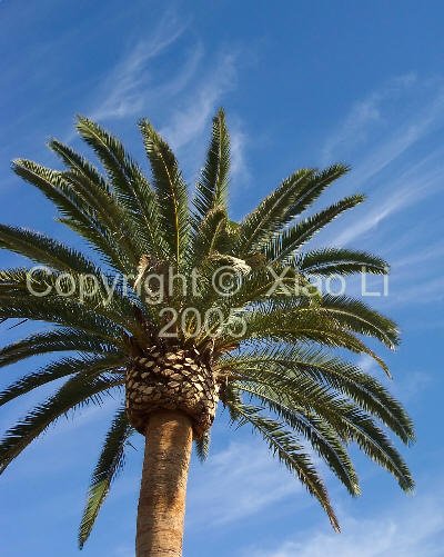 Fine Art Nature 8x10 Photo Print - Canary Island Date Palm