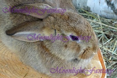 Bunny